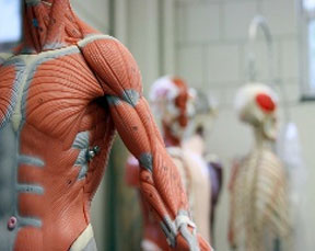 anatomy course